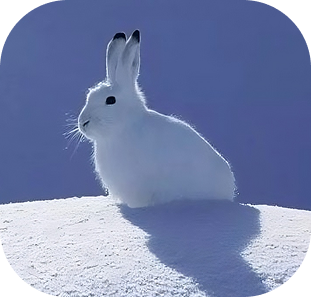 Snow Bunny in the snow
